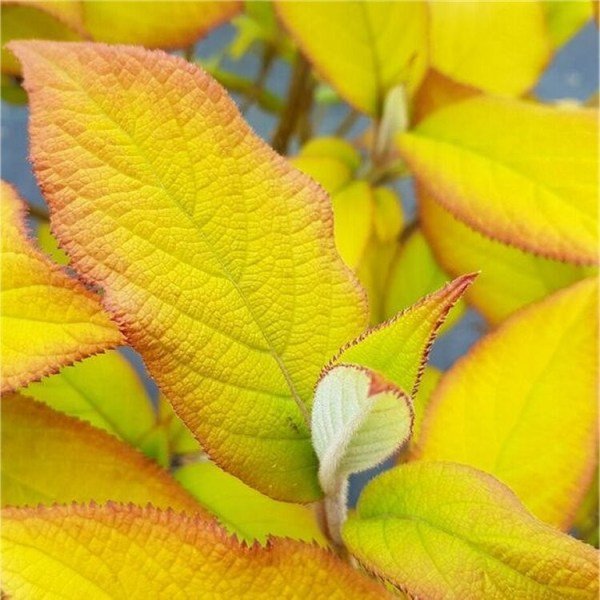 Hydrangea aspera sargentiana Goldrush